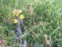 Brassica oleracea acephala