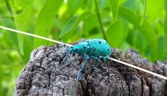 Ericydeus