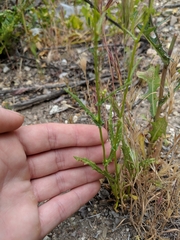 Senecio californicus