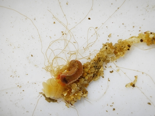 Spaghetti Worm
