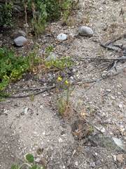 Senecio californicus