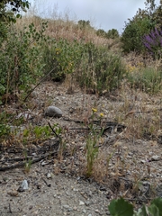 Senecio californicus