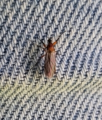 Stratiomyomorpha
