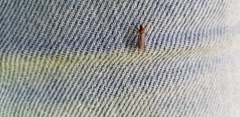 Stratiomyomorpha