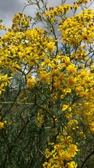 Senecio brasiliensis