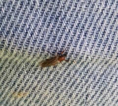 Stratiomyomorpha