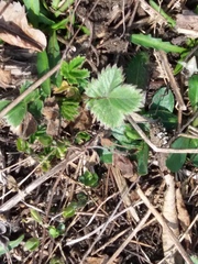Potentilla stolonifera