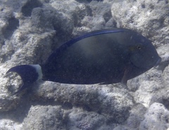 Acanthurus blochii