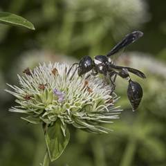 Zethus spinipes variegatus