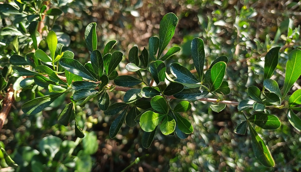 Thorn Currantrhus