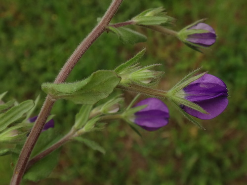 Image of Legousia speculum by (c) Christian Berg, some rights reserved (CC BY)