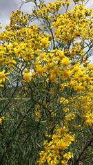 Senecio brasiliensis