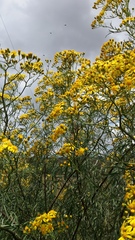 Senecio brasiliensis