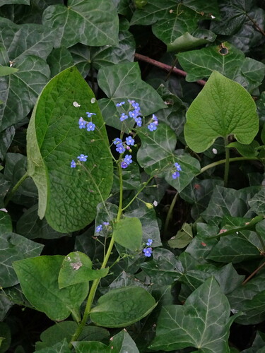 Brunnera macrophylla
