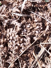 Pteridium latiusculum japonicum