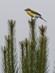 Icteria virens virens