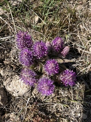 Veronica wyomingensis