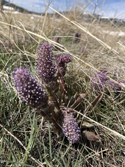 Veronica wyomingensis