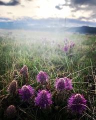 Veronica wyomingensis