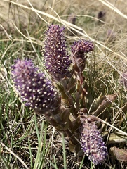 Veronica wyomingensis