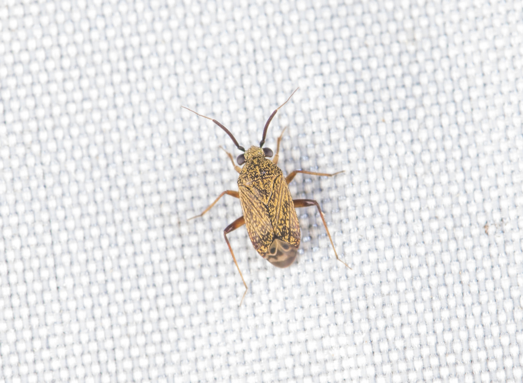 Lasiolabops cirratus