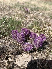 Veronica wyomingensis