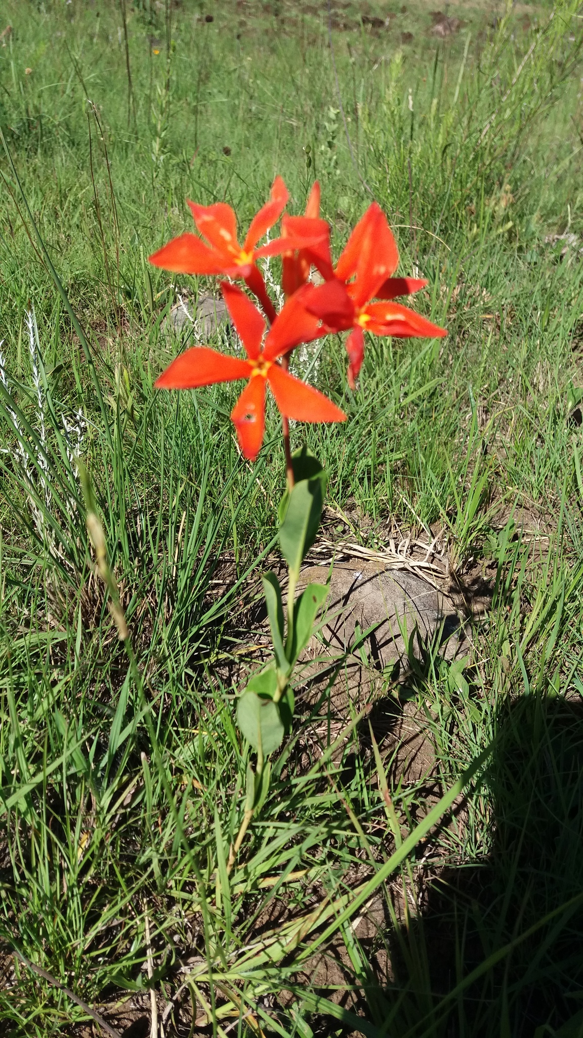 Imagem de Jasmim-vermelho