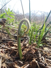 Pteridium latiusculum japonicum