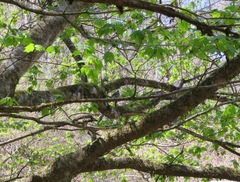 Pyrrhula pyrrhula griseiventris