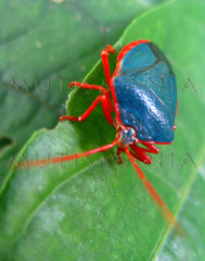 Edessa rufomarginata