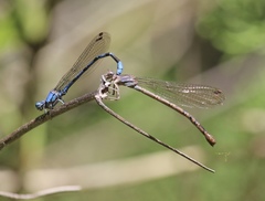 Argia funebris