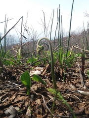 Pteridium latiusculum japonicum