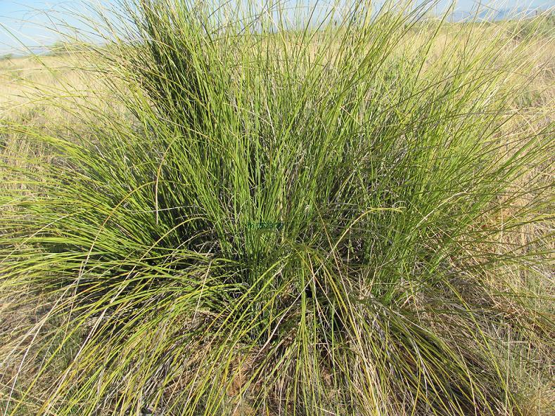 Nolina arenicola