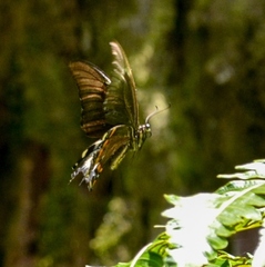 Battus polydamas polycrates