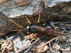 Urocerus flavicornis