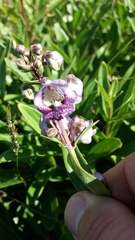 Angelonia integerrima
