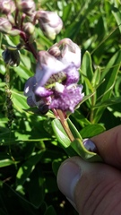 Angelonia integerrima