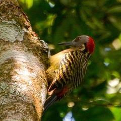 Melanerpes striatus