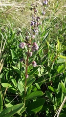 Angelonia integerrima