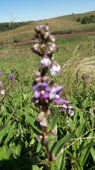 Angelonia integerrima