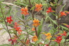 San Diego Monkeyflower - Photo (c) James Bailey, some rights reserved (CC BY-NC), uploaded by James Bailey