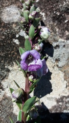 Angelonia integerrima