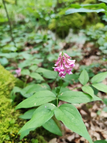 Image of Lathyrus venetus by (c) Ljaž, some rights reserved (CC BY)