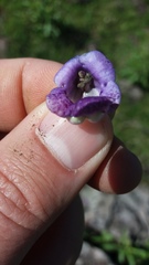 Angelonia integerrima