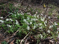 Anemonoides amurensis