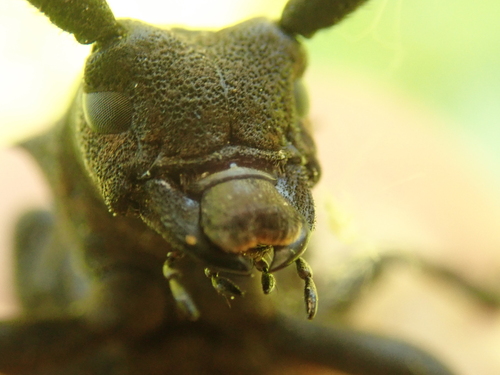 Weaver beetle, Rajon Slawsk, Oblast Kaliningrad, Russland, photo 10 of 10