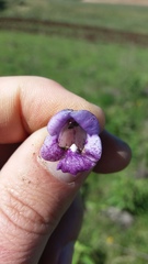 Angelonia integerrima