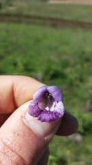 Angelonia integerrima