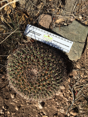 Mammillaria meiacantha