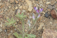 Lupinus concinnus